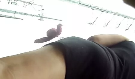 3-drożny z 2 duży tyłek porno Niebieski anioł może darmowe filmy starsze być.